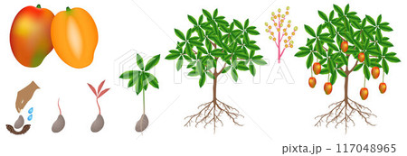 A growth cycle of a mango plant is isolated on a white background. 117048965