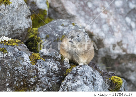 秋の頃のナキウサギ 秋の頃のナキウサギ 117049117