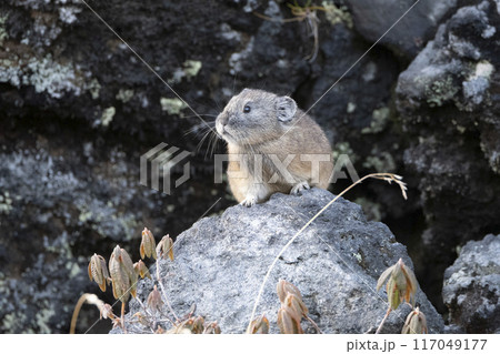石の上のナキウサギ 石の上のナキウサギ 117049177