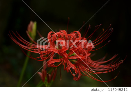 彼岸花 彼岸花 117049212