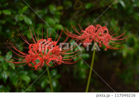 彼岸花 117049216