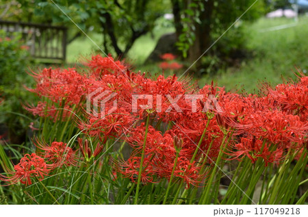 彼岸花 彼岸花 117049218