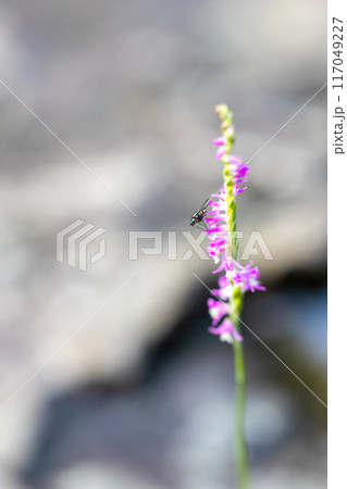 ネジバナの花 117049227