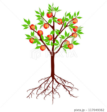 Tree with peaches and roots on a white background. Tree with peaches and roots on a white background. 117049362