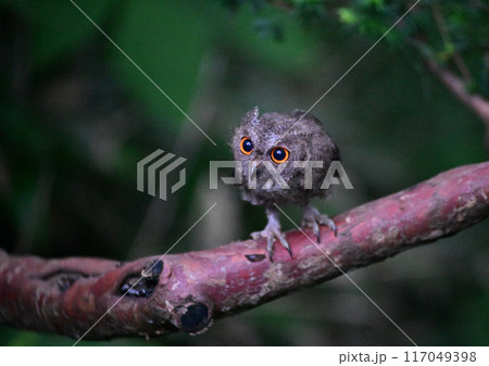 オオコノハズク幼鳥 オオコノハズク幼鳥 117049398