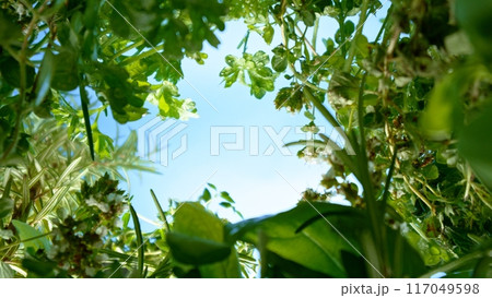 unique perspective - a view of a flowerbed of fresh herbs from below, macro shot 117049598