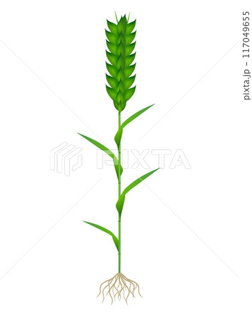 Plant of green wheat with roots isolated on white background. Plant of green wheat with roots isolated on white background. 117049655