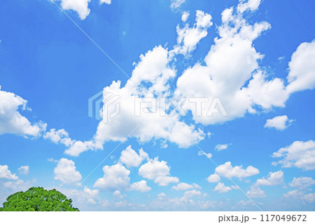 夏の雲と木立 夏の雲と木立 117049672
