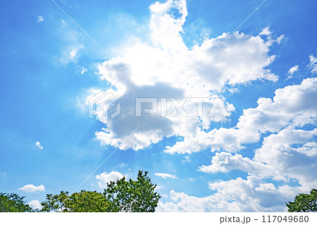 夏の雲と木立 夏の雲と木立 117049680