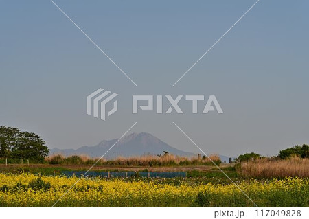 菜の花畑から見える大山 菜の花畑から見える大山 117049828