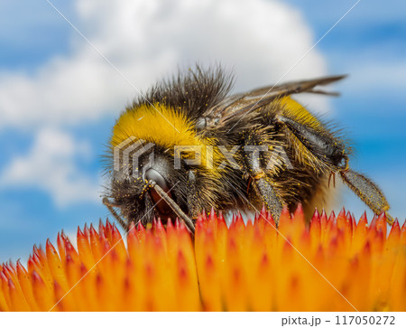 A bumblebee pollinating echinacea flowers A bumblebee pollinating echinacea flowers 117050272