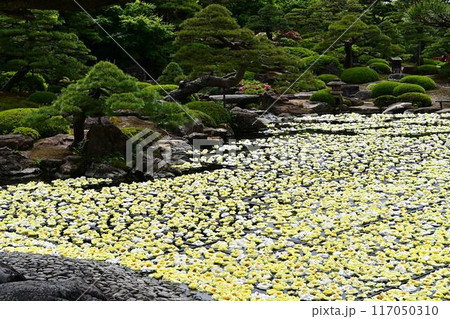由志園の牡丹 由志園の牡丹 117050310