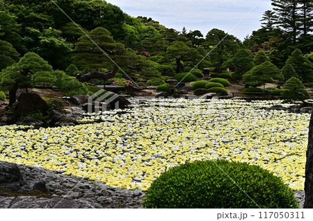 由志園の牡丹 由志園の牡丹 117050311