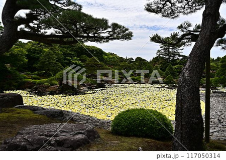 由志園の牡丹 由志園の牡丹 117050314