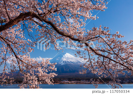 Mt. Fuji and Cherry Blossom at lake Kawaguchiko, Japan Mt. Fuji and Cherry Blossom at lake Kawaguchiko, Japan 117050334