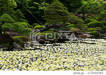 由志園の牡丹 由志園の牡丹 117050365