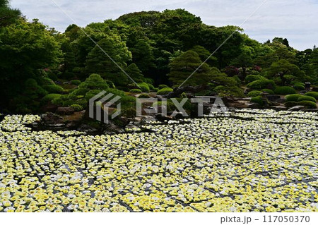 由志園の牡丹 由志園の牡丹 117050370