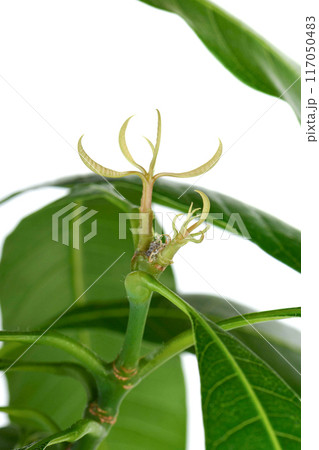 Close-up of new mango leaves against green leaves. Close-up of new mango leaves against green leaves. 117050483