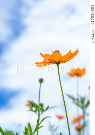 青空に向かって咲くキバナコスモス 青空に向かって咲くキバナコスモス 117050805