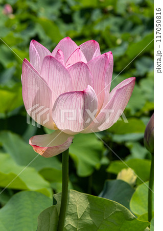 開きかけの蓮の花 117050816