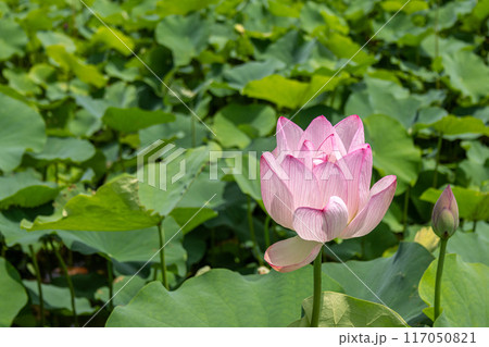 蓮の花のある風景 117050821