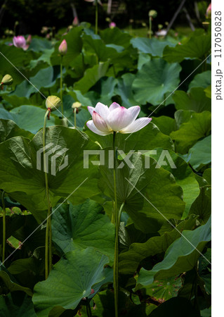 葉の間から顔を出した蓮の花 117050828