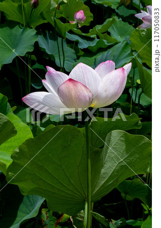 蓮の花のある風景 蓮の花のある風景 117050833