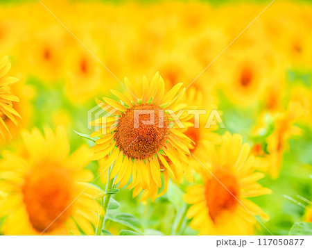 元気なひまわり 117050877