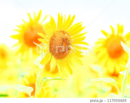 太陽に向かって 117050885