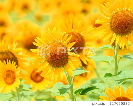元気なひまわり 117050886