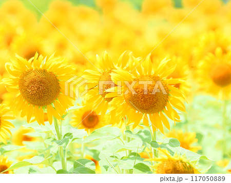 明るいひまわり畑 明るいひまわり畑 117050889
