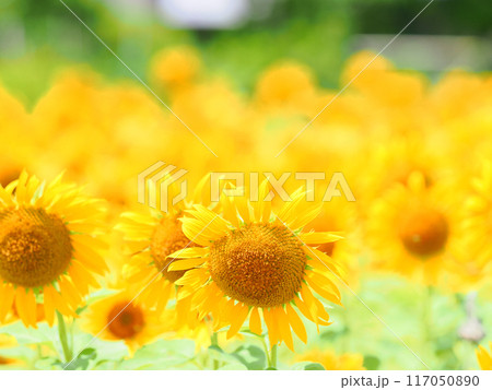 太陽に向かって 117050890