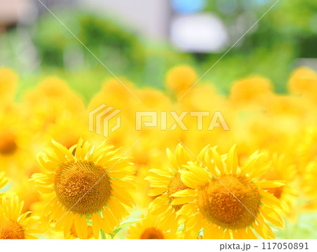 太陽に向かって咲くひまわり 117050891