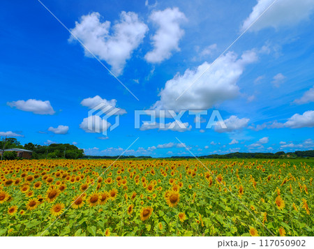 真夏の青空とひまわり畑 真夏の青空とひまわり畑 117050902