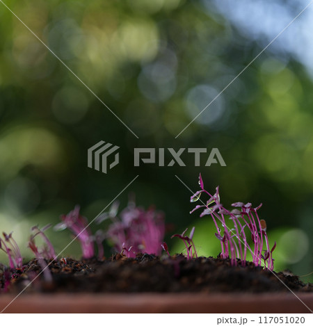 Red amaranth vegetables growing in a pot Microgreen gardening macro closeup Red amaranth vegetables growing in a pot Microgreen gardening macro closeup 117051020
