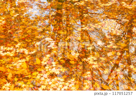 水面にうつる森と紅葉した落ち葉 117051257