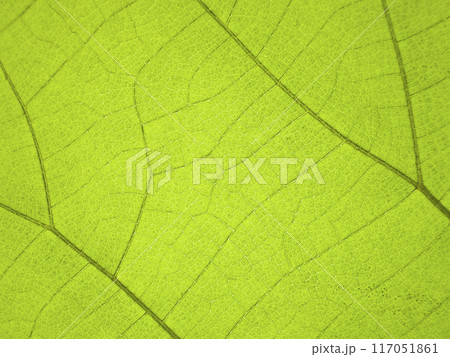 A close-up photograph of a green leaf with its veins clearly visible. A close-up photograph of a green leaf with its veins clearly visible. 117051861