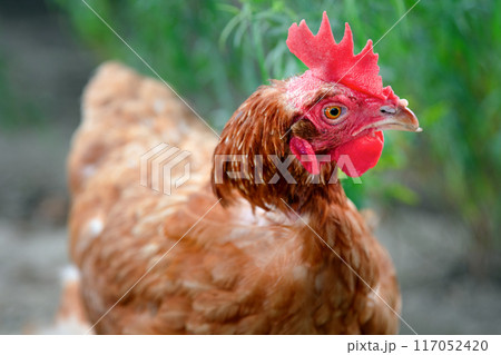 free run hens in nature brown chicken 117052420
