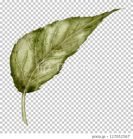 Watercolor Illustration of Green sunflower Leaf. Botanical drawing of plant on isolated background for wedding Invitations or Greeting Cards. Floral clipart with foliage. Watercolor Illustration of Green sunflower Leaf. Botanical drawing of plant on isolated background for wedding Invitations or Greeting Cards. Floral clipart with foliage. 117052567