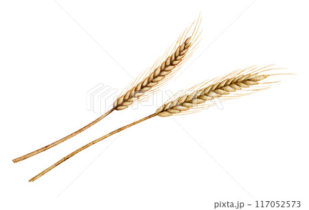 Spikelets of wheat or ray watercolor illustration on isolated background. Drawing of grain for harvest invitations or autumn greeting cards. Fall set with ingredient for bakery and pastry. Spikelets of wheat or ray watercolor illustration on isolated background. Drawing of grain for harvest invitations or autumn greeting cards. Fall set with ingredient for bakery and pastry. 117052573