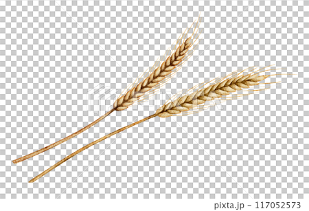 Spikelets of wheat or ray watercolor illustration on isolated background. Drawing of grain for harvest invitations or autumn greeting cards. Fall set with ingredient for bakery and pastry. Spikelets of wheat or ray watercolor illustration on isolated background. Drawing of grain for harvest invitations or autumn greeting cards. Fall set with ingredient for bakery and pastry. 117052573