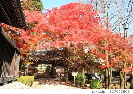 西教寺紅葉 117052608
