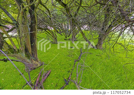 Scenic view of dense forest with bright green overgrown grass Scenic view of dense forest with bright green overgrown grass 117052734