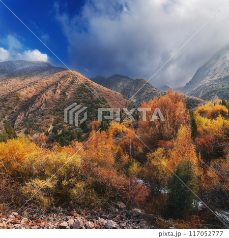 colorful panorama landscape with a mountain river stream in a birch forest with orange trees in valley in autumn 117052777