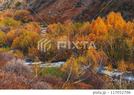 landscape with a mountain river stream in a birch forest with orange trees in valley in autumn landscape with a mountain river stream in a birch forest with orange trees in valley in autumn 117052796