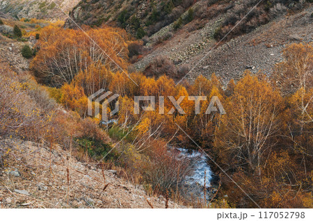 landscape with a mountain river stream in a birch forest with orange trees in valley in autumn 117052798