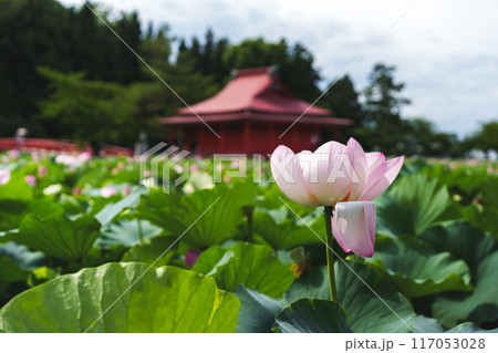 夏の日差しを浴びて輝く猿賀公園の蓮の花 117053028