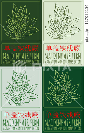 Set of vector drawing MAIDENHAIR FERN in Chinese in various colors. Hand drawn illustration. Latin name is ADIANTUM MONOCHLAMYS EATON. Set of vector drawing MAIDENHAIR FERN in Chinese in various colors. Hand drawn illustration. Latin name is ADIANTUM MONOCHLAMYS EATON. 117053154