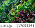 A close up of a bunch of green and red lettuce 117053361