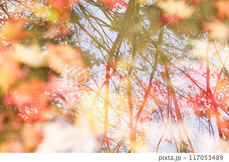 秋の色とりどりの落ち葉と水面に映る木々 117053489